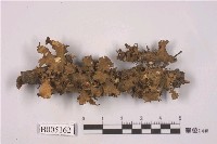 藏品(島衣屬)的圖片